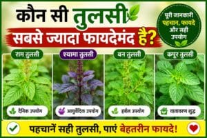 तुलसी के प्रकार, राम तुलसी, श्यामा तुलसी, वन तुलसी और कपूर तुलसी की पहचान और फायदे