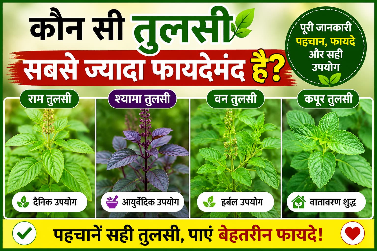 तुलसी के प्रकार, राम तुलसी, श्यामा तुलसी, वन तुलसी और कपूर तुलसी की पहचान और फायदे